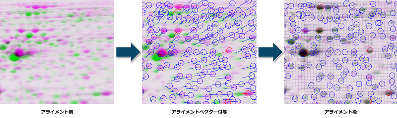 SameSpots_alignment