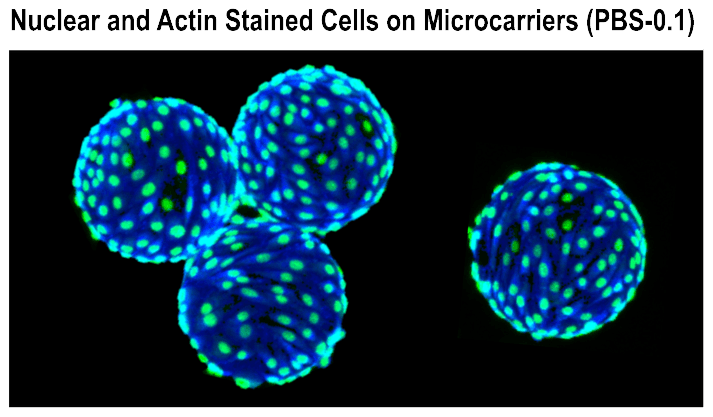 stained-cells-shot-for-technology