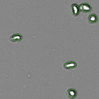 irregular_shaped_cells